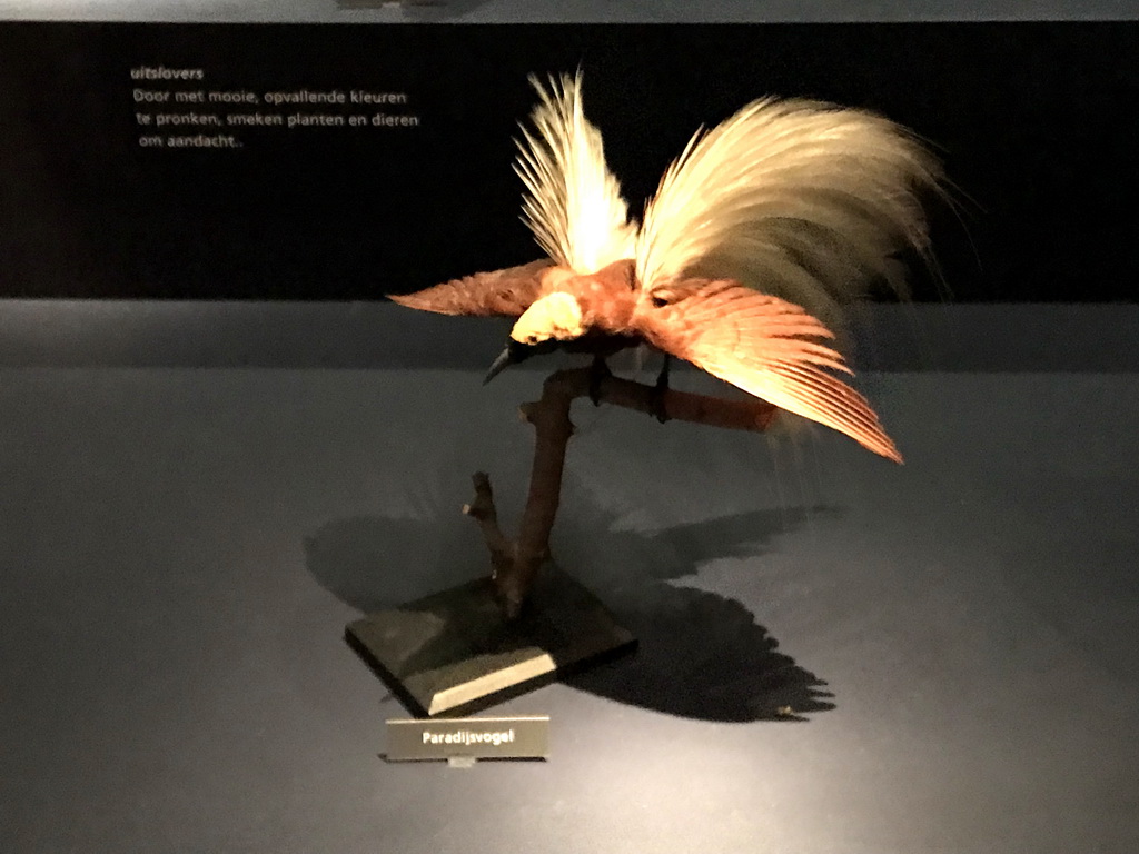 Stuffed Bird-of-paradise at the `Hoezo Seks?` exhibition at the second floor of the Natuurmuseum Brabant, with explanation