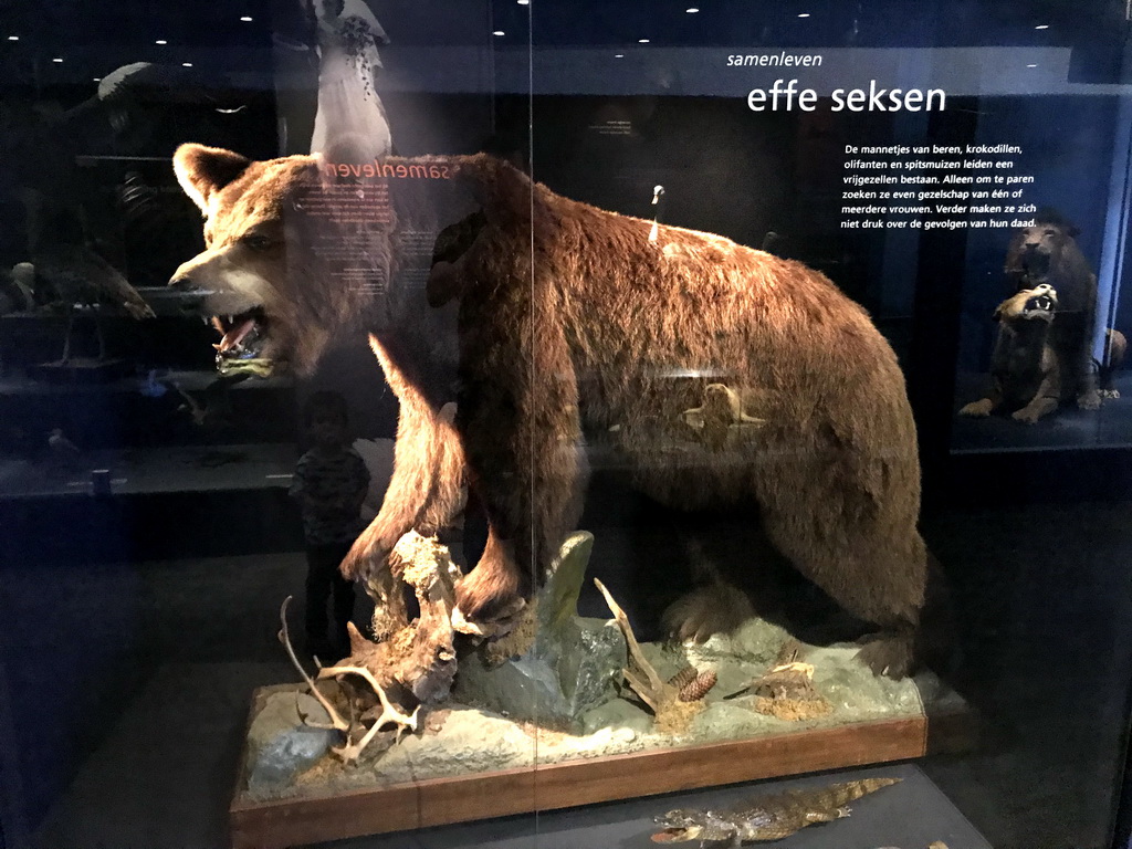 Stuffed bear at the `Hoezo Seks?` exhibition at the second floor of the Natuurmuseum Brabant, with explanation