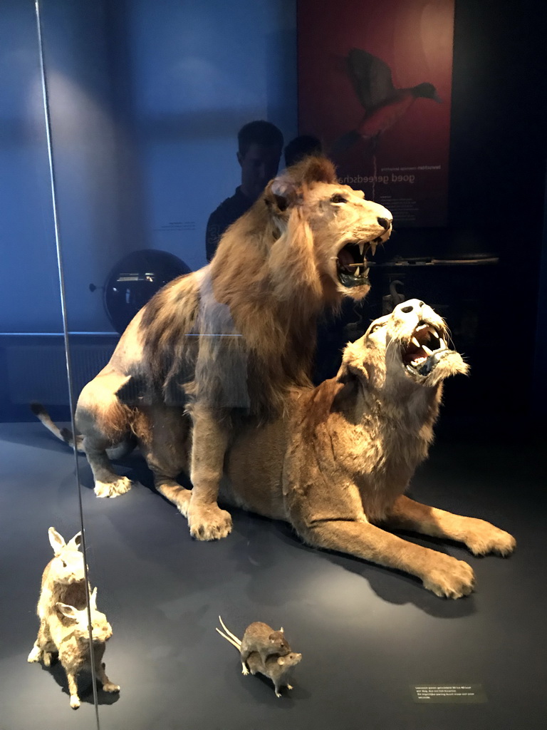 Stuffed lions, rabbits and mice at the `Hoezo Seks?` exhibition at the second floor of the Natuurmuseum Brabant, with explanation