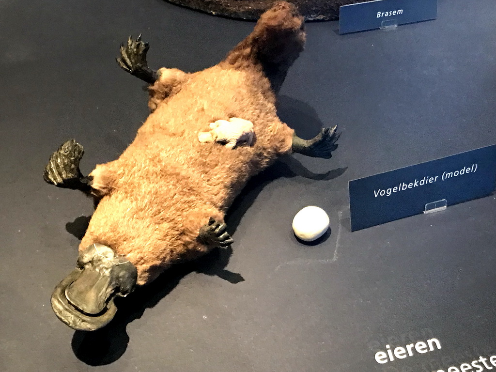 Stuffed Platypuses at the `Hoezo Seks?` exhibition at the second floor of the Natuurmuseum Brabant, with explanation