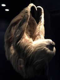 Stufefd Sloth at the `Hoezo Seks?` exhibition at the second floor of the Natuurmuseum Brabant, with explanation