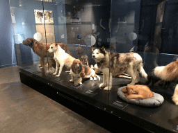 Stuffed dogs at the `Ware Wolf` exhibition at the first floor of the Natuurmuseum Brabant, with explanation