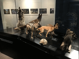 Stuffed wolves at the `Ware Wolf` exhibition at the first floor of the Natuurmuseum Brabant, with explanation