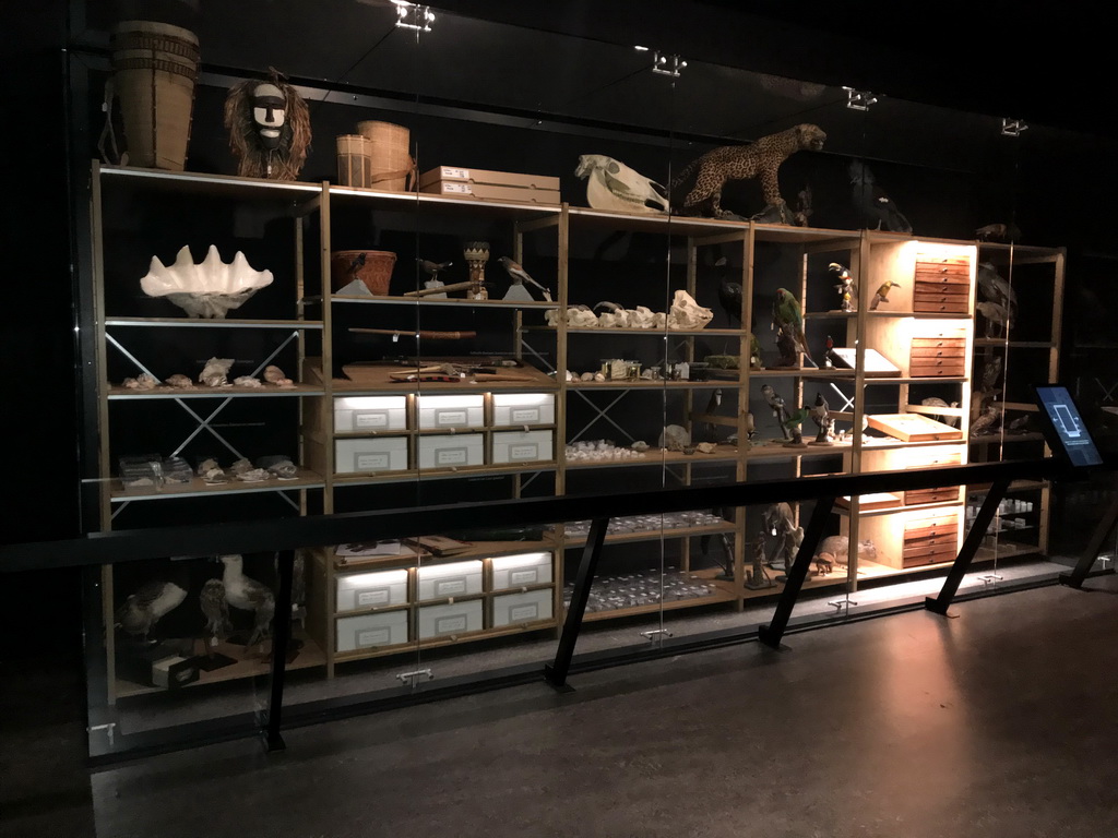 Closet with shells, stuffed animals and other items at the `Jouw Brabant, mijn Brabant - een landschap vol herinneringen` exhibition at the first floor of the Natuurmuseum Brabant