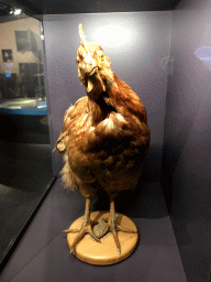 Stuffed chicken at the `Jouw Brabant, mijn Brabant - een landschap vol herinneringen` exhibition at the first floor of the Natuurmuseum Brabant