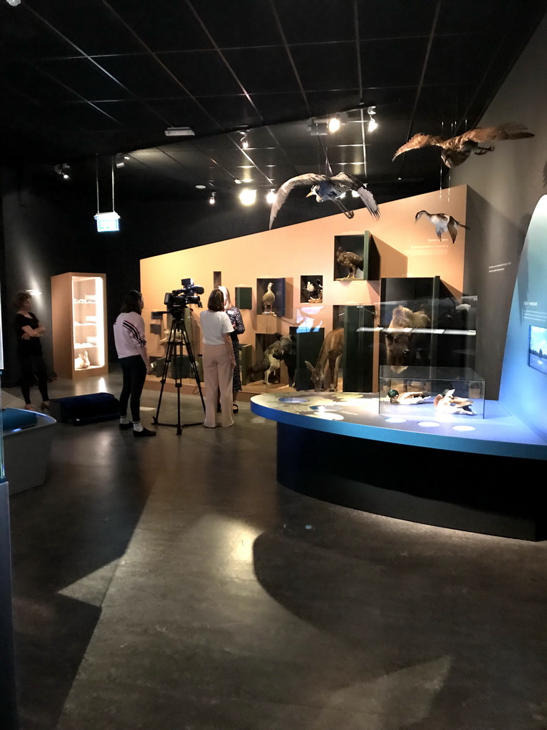 Person doing a TV interview and stuffed animals at the `Jouw Brabant, mijn Brabant - een landschap vol herinneringen` exhibition at the first floor of the Natuurmuseum Brabant