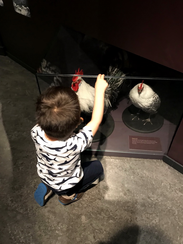 Max with stuffed `Chaams Hoen` chickens at the `Jouw Brabant, mijn Brabant - een landschap vol herinneringen` exhibition at the first floor of the Natuurmuseum Brabant