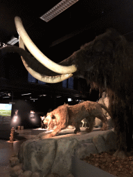 Wax statues of a Mammoth and a Saber-toothed Tiger at the `IJstijd!` exhibition at the ground floor of the Natuurmuseum Brabant