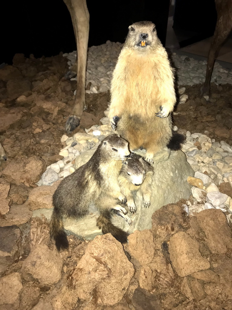 Wax statues of Beavers at the `IJstijd!` exhibition at the ground floor of the Natuurmuseum Brabant