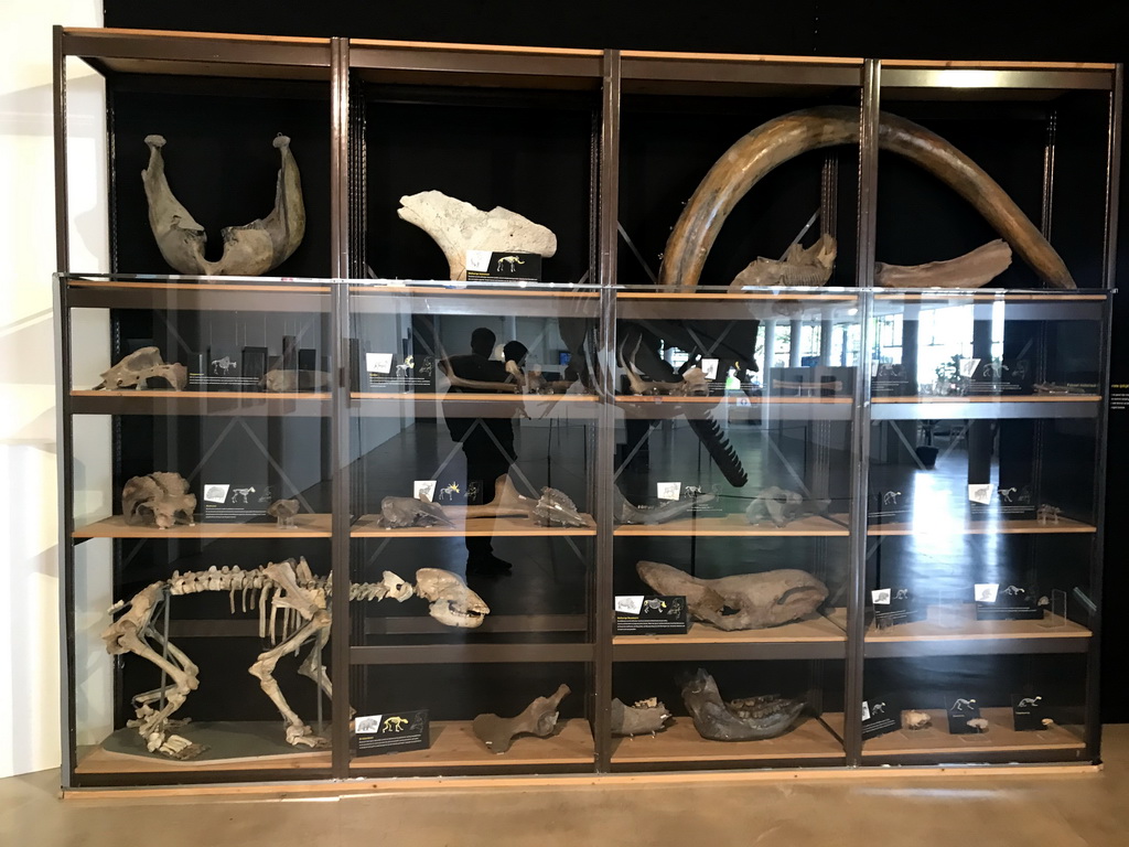 Closet with skeleton and bones at the ground floor of the Natuurmuseum Brabant