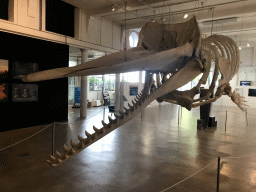 Skeleton of a Sperm Whale at the ground floor of the Natuurmuseum Brabant