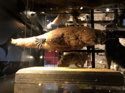 Stuffed Platypus at the OO-zone at the ground floor of the Natuurmuseum Brabant
