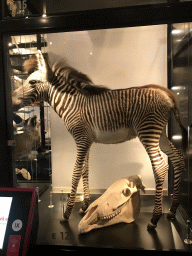 Stuffed Zebra and Zebra skull at the OO-zone at the ground floor of the Natuurmuseum Brabant