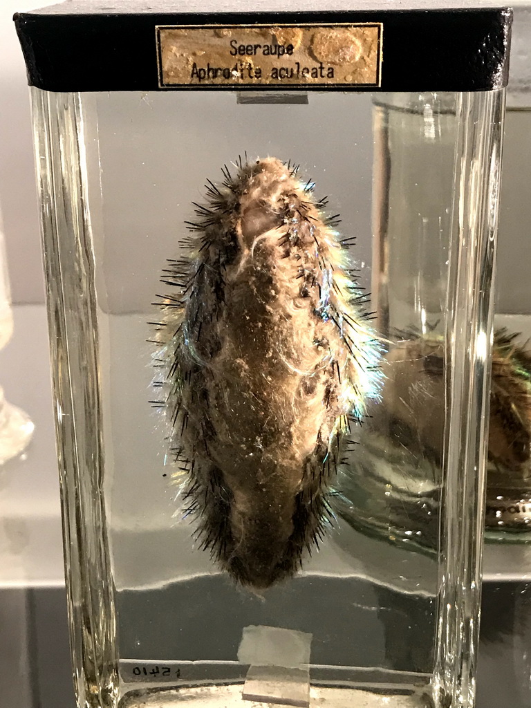 Stuffed Sea Mouse at the OO-zone at the ground floor of the Natuurmuseum Brabant, with explanation