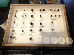 Stuffed Bees, Bumblebees, Flies and Wasps at the OO-zone at the ground floor of the Natuurmuseum Brabant, with explanation