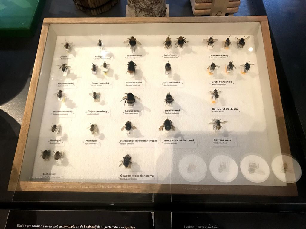 Stuffed Bees, Bumblebees, Flies and Wasps at the OO-zone at the ground floor of the Natuurmuseum Brabant, with explanation