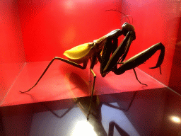 Scale model of a Mantis at the `Hoezo Seks?` exhibition at the second floor of the Natuurmuseum Brabant
