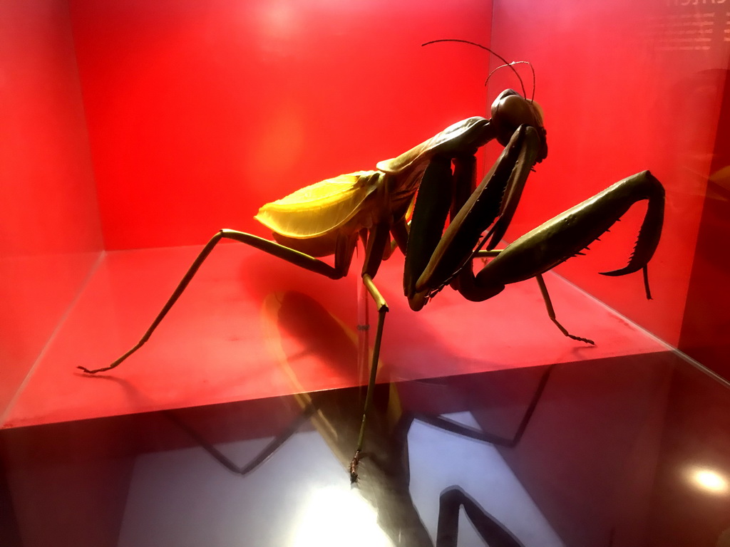 Scale model of a Mantis at the `Hoezo Seks?` exhibition at the second floor of the Natuurmuseum Brabant