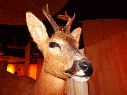 Stuffed Deer at the `Beleef Ontdek Samen: BOS` exhibition at the second floor of the Natuurmuseum Brabant