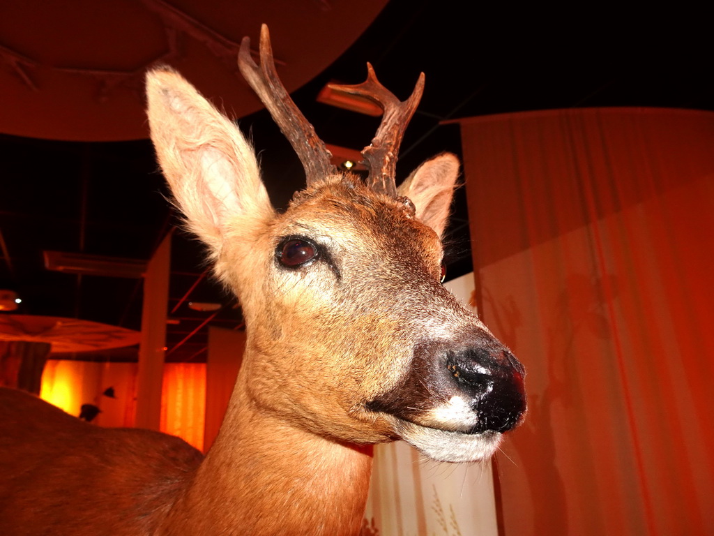 Stuffed Deer at the `Beleef Ontdek Samen: BOS` exhibition at the second floor of the Natuurmuseum Brabant