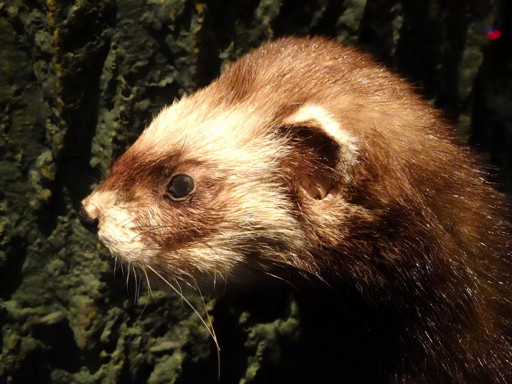 Stuffed European Polecat at the `Van hot naar her` exhibition at the second floor of the Natuurmuseum Brabant