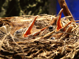 Stuffed birds in a nest at the `Van hot naar her` exhibition at the second floor of the Natuurmuseum Brabant