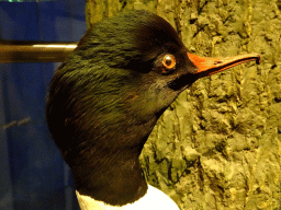 Stuffed Common Merganser at the `Van hot naar her` exhibition at the second floor of the Natuurmuseum Brabant