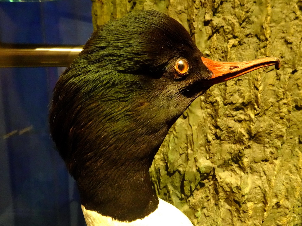 Stuffed Common Merganser at the `Van hot naar her` exhibition at the second floor of the Natuurmuseum Brabant