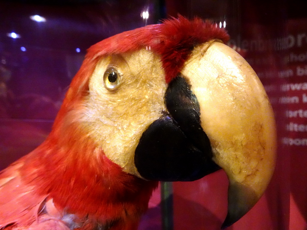 Stuffed Scarlet Macaw at the `Van hot naar her` exhibition at the second floor of the Natuurmuseum Brabant