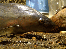 Stuffed Salmon at the `Van hot naar her` exhibition at the second floor of the Natuurmuseum Brabant