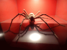 Scale model of a spider at the `Hoezo Seks?` exhibition at the second floor of the Natuurmuseum Brabant