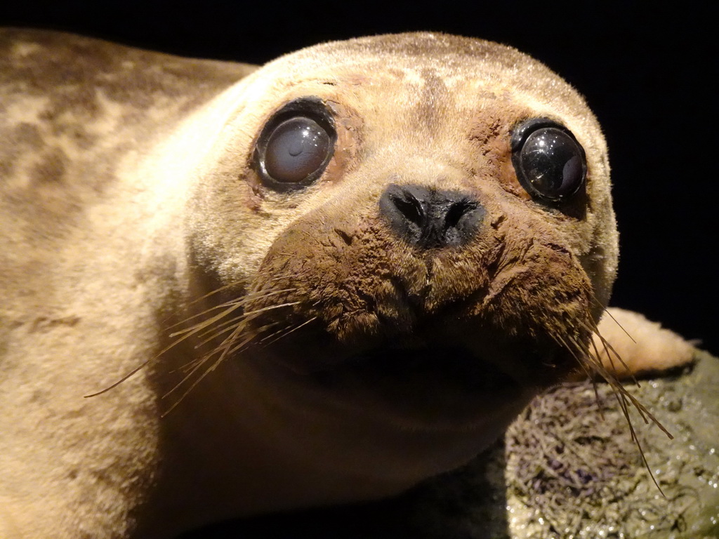 Stuffed Seal at the `Hoezo Seks?` exhibition at the second floor of the Natuurmuseum Brabant