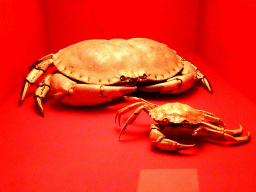 Stuffed Brown Crab and European Green Crab at the `Hoezo Seks?` exhibition at the second floor of the Natuurmuseum Brabant
