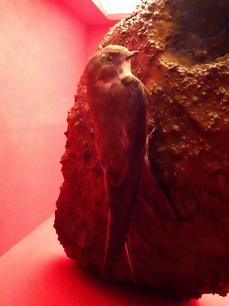 Stuffed Sand Martin at the `Hoezo Seks?` exhibition at the second floor of the Natuurmuseum Brabant