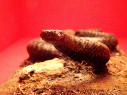 Stuffed Common European Adder at the `Hoezo Seks?` exhibition at the second floor of the Natuurmuseum Brabant