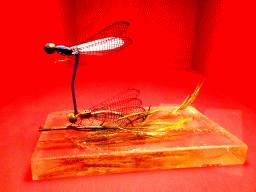 Stuffed Damselflies at the `Hoezo Seks?` exhibition at the second floor of the Natuurmuseum Brabant