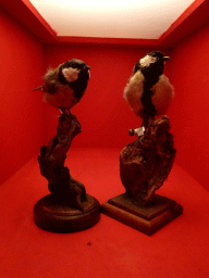 Stuffed Great Tits at the `Hoezo Seks?` exhibition at the second floor of the Natuurmuseum Brabant