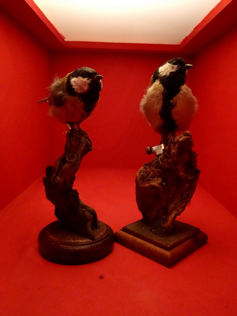 Stuffed Great Tits at the `Hoezo Seks?` exhibition at the second floor of the Natuurmuseum Brabant