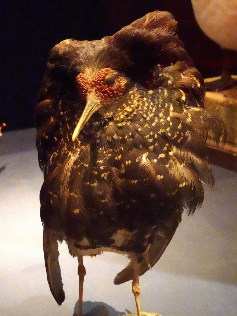 Stuffed Ruff at the `Hoezo Seks?` exhibition at the second floor of the Natuurmuseum Brabant