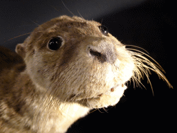 Stuffed Otter at the OO-zone at the ground floor of the Natuurmuseum Brabant