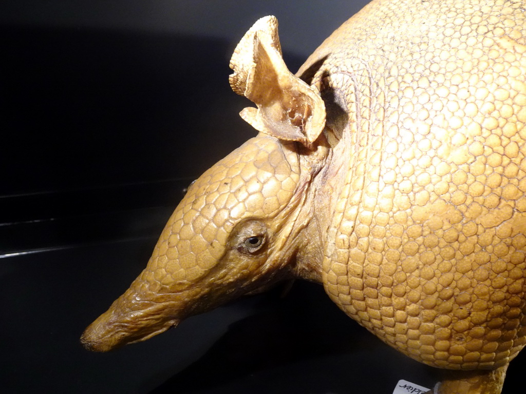 Stuffed Armadillo at the OO-zone at the ground floor of the Natuurmuseum Brabant