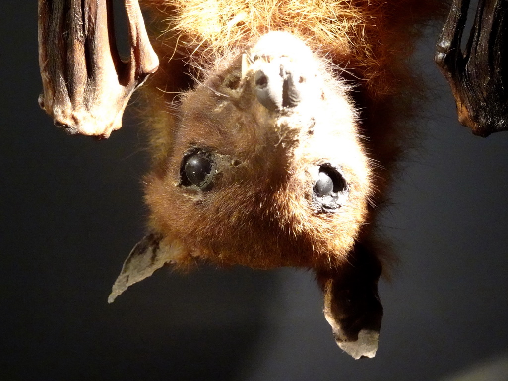 Stuffed Flying Fox at the OO-zone at the ground floor of the Natuurmuseum Brabant