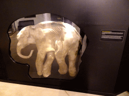 Replica of Dima the young Mammoth at the `IJstijd!` exhibition at the ground floor of the Natuurmuseum Brabant