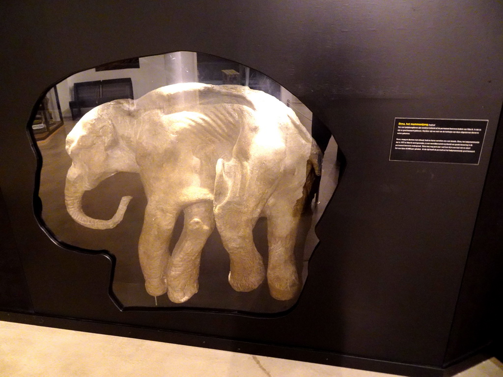 Replica of Dima the young Mammoth at the `IJstijd!` exhibition at the ground floor of the Natuurmuseum Brabant