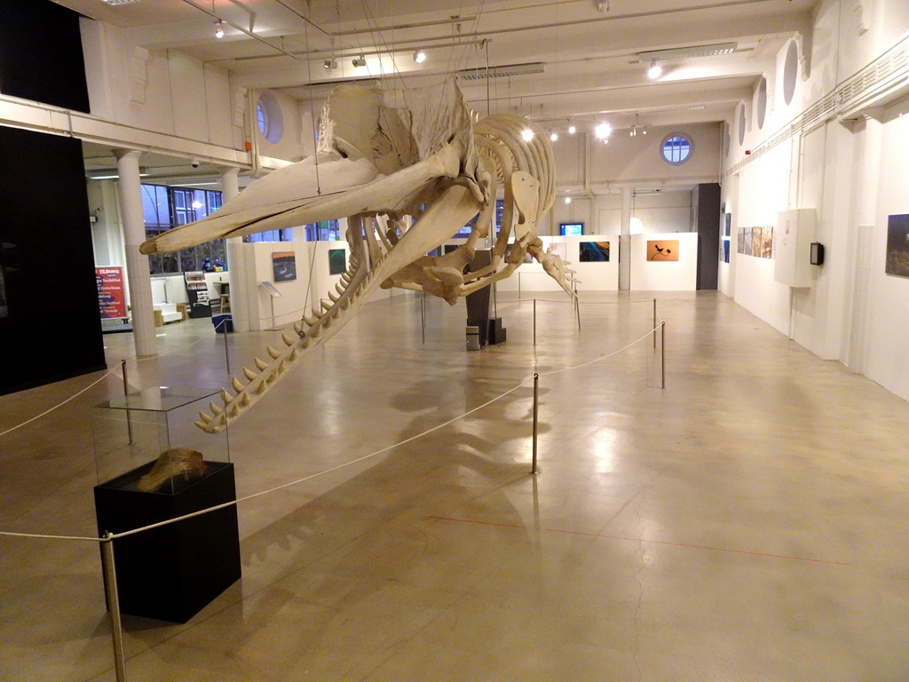 Skeleton of a Sperm Whale at the ground floor of the Natuurmuseum Brabant