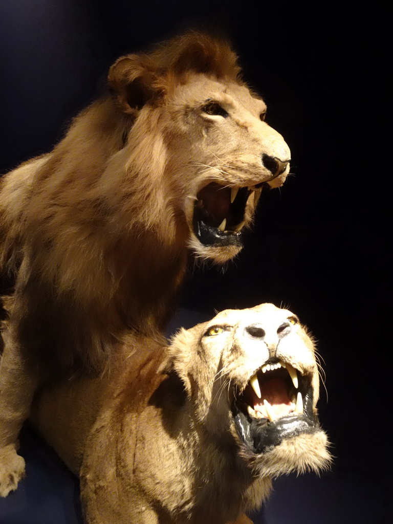 Stuffed lions at the `Hoezo Seks?` exhibition at the second floor of the Natuurmuseum Brabant