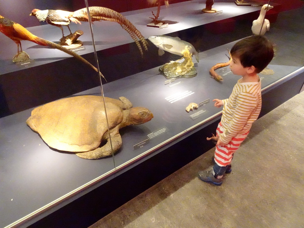 Max with stuffed animals at the `Hoezo Seks?` exhibition at the second floor of the Natuurmuseum Brabant, with explanation