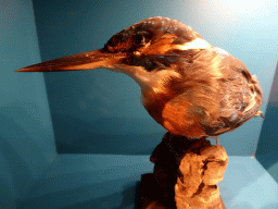 Stuffed Kingfisher at the `Jouw Brabant, mijn Brabant - een landschap vol herinneringen` exhibition at the first floor of the Natuurmuseum Brabant