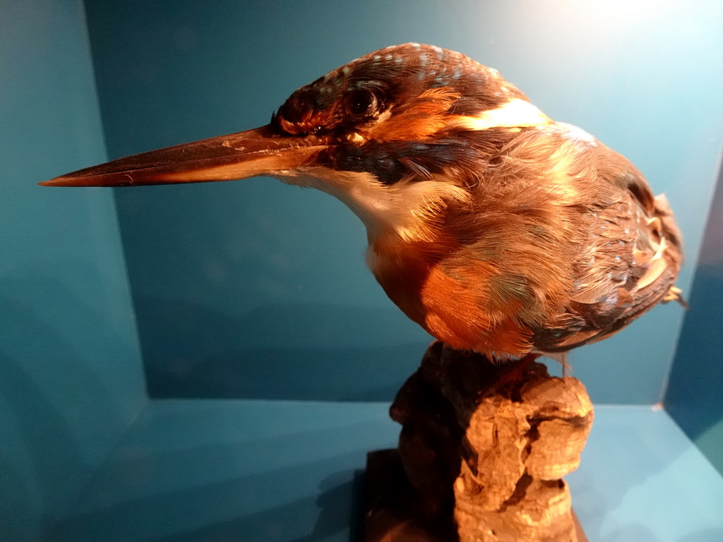 Stuffed Kingfisher at the `Jouw Brabant, mijn Brabant - een landschap vol herinneringen` exhibition at the first floor of the Natuurmuseum Brabant