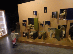 Max with stuffed animals at the `Jouw Brabant, mijn Brabant - een landschap vol herinneringen` exhibition at the first floor of the Natuurmuseum Brabant